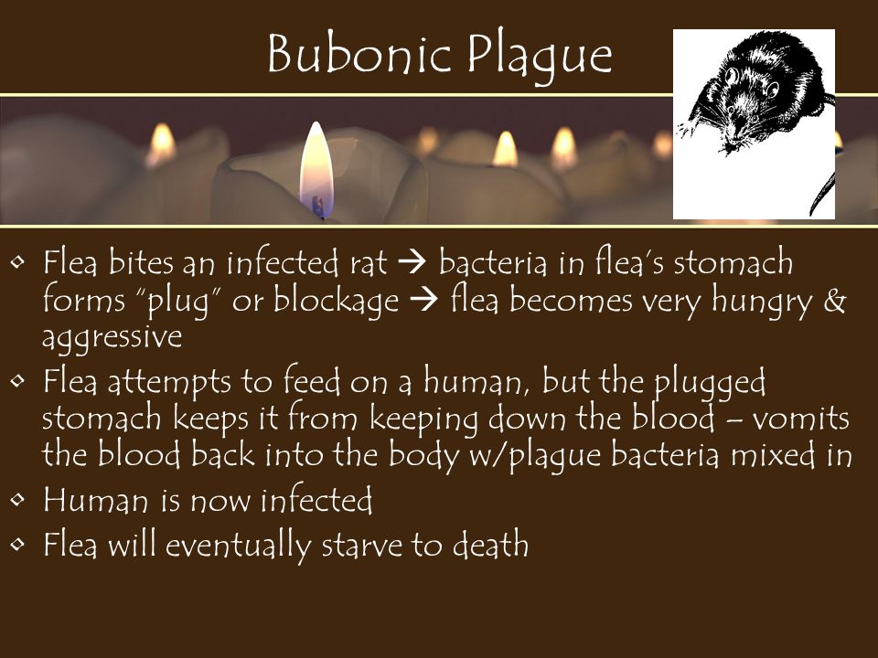 Bubonic Plague Flea bites an infected rat  bacteria in flea’s stomach forms plug or blockage  flea becomes very hungry & aggressive Flea attempts to feed on a human, but the plugged stomach keeps it from keeping down the blood – vomits the blood back into the body w/plague bacteria mixed in Human is now infected Flea will eventually starve to death