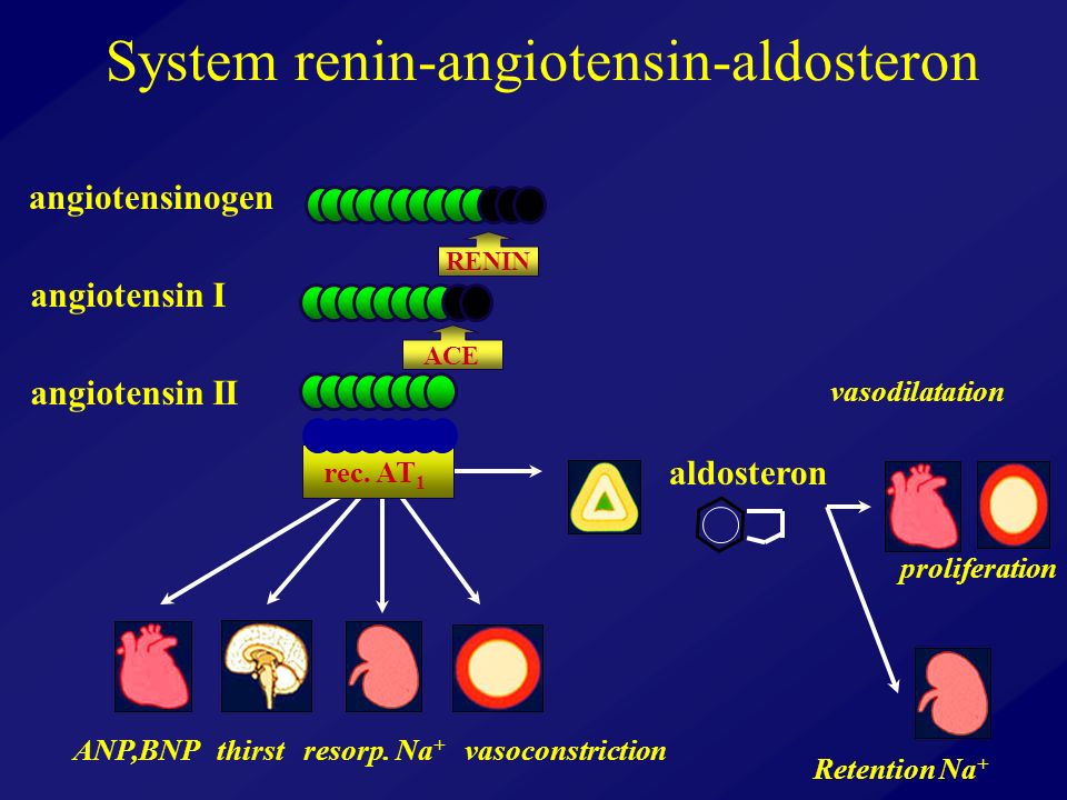 System renin-angiotensin-aldosteron angiotensinogen angiotensin I angiotensin II aldosteron ANP,BNP thirst resorp.