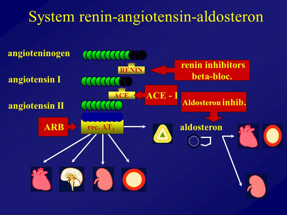 System renin-angiotensin-aldosteron angioteninogen angiotensin I angiotensin II aldosteron RENIN rec.