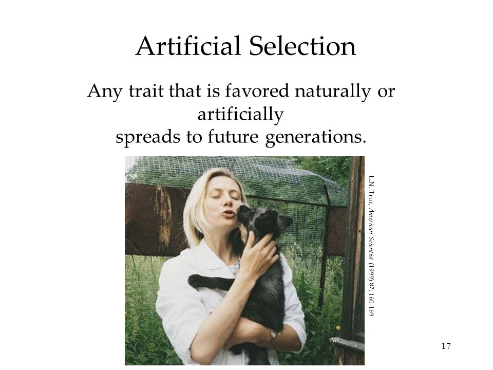 17 Artificial Selection Any trait that is favored naturally or artificially spreads to future generations.