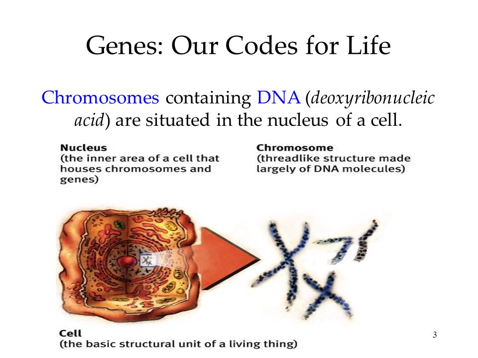 3 Genes: Our Codes for Life Chromosomes containing DNA (deoxyribonucleic acid) are situated in the nucleus of a cell.