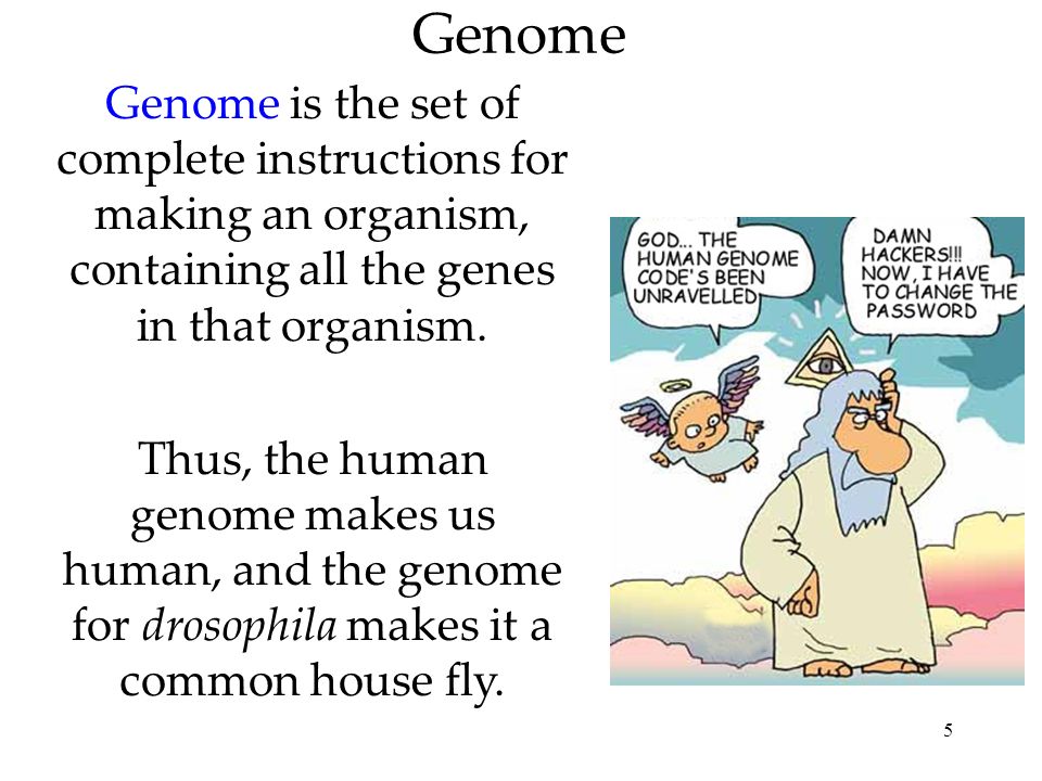 5 Genome Genome is the set of complete instructions for making an organism, containing all the genes in that organism.