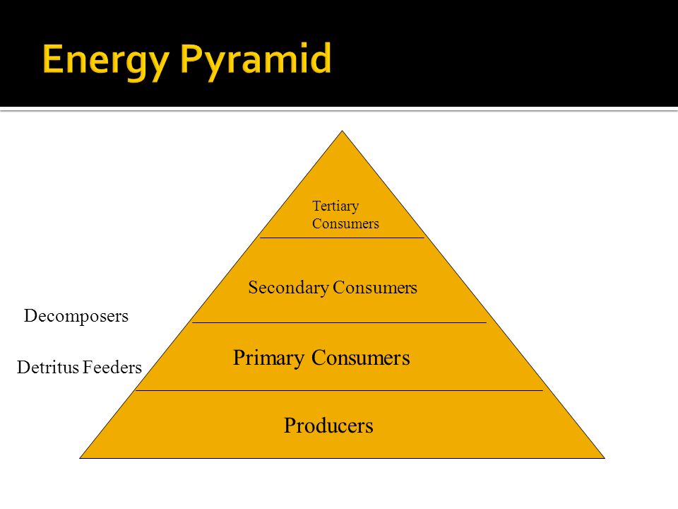 Primary Consumers Producers Detritus Feeders Producers Primary Consumers Secondary Consumers Tertiary Consumers Decomposers