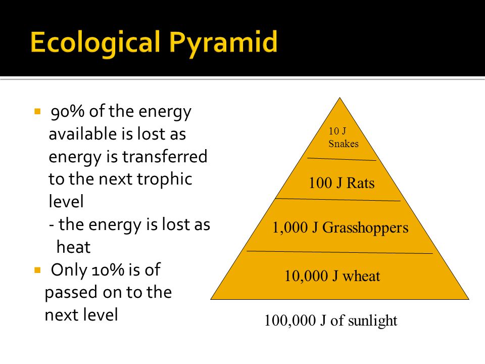  90% of the energy available is lost as energy is transferred to the next trophic level - the energy is lost as heat  Only 10% is of passed on to the next level 100,000 J of sunlight 100 J Rats 10 J Snakes 1,000 J Grasshoppers 10,000 J wheat