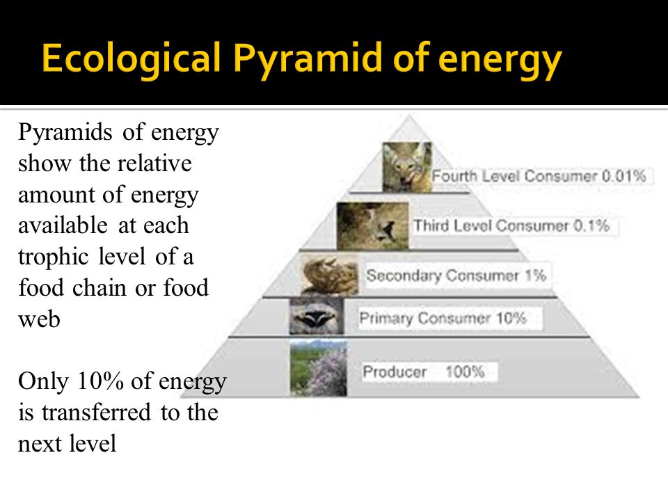Pyramids of energy show the relative amount of energy available at each trophic level of a food chain or food web Only 10% of energy is transferred to the next level