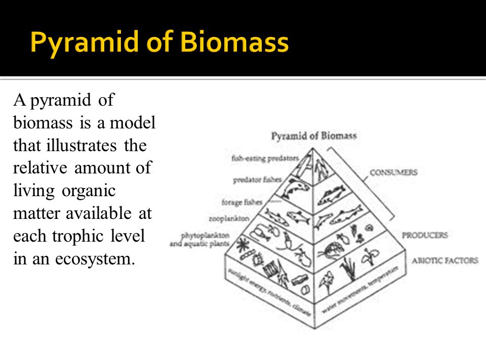 A pyramid of biomass is a model that illustrates the relative amount of living organic matter available at each trophic level in an ecosystem.