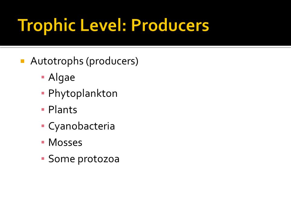  Autotrophs (producers) ▪ Algae ▪ Phytoplankton ▪ Plants ▪ Cyanobacteria ▪ Mosses ▪ Some protozoa