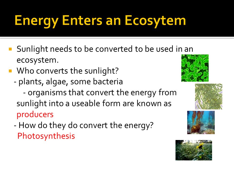  Sunlight needs to be converted to be used in an ecosystem.