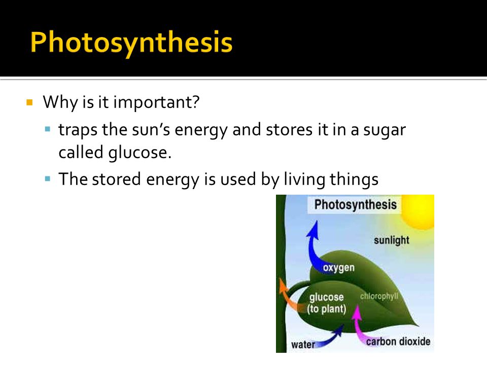 Why is it important.  traps the sun’s energy and stores it in a sugar called glucose.