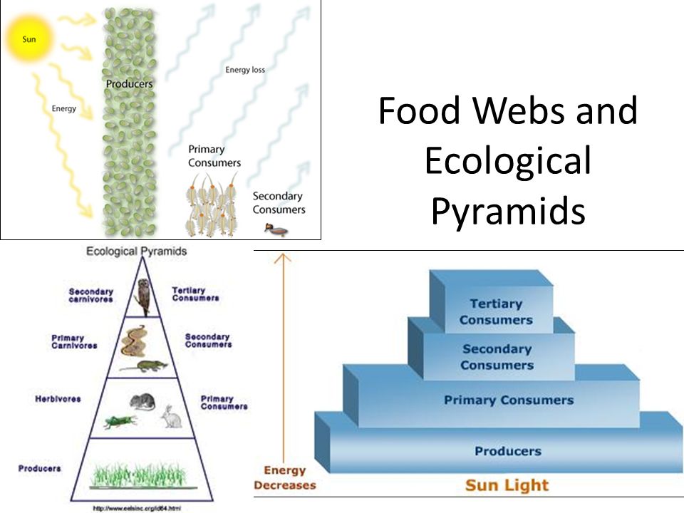 Printables Ecological Pyramids Worksheet ecological pyramids worksheet key intrepidpath food chains webs and key
