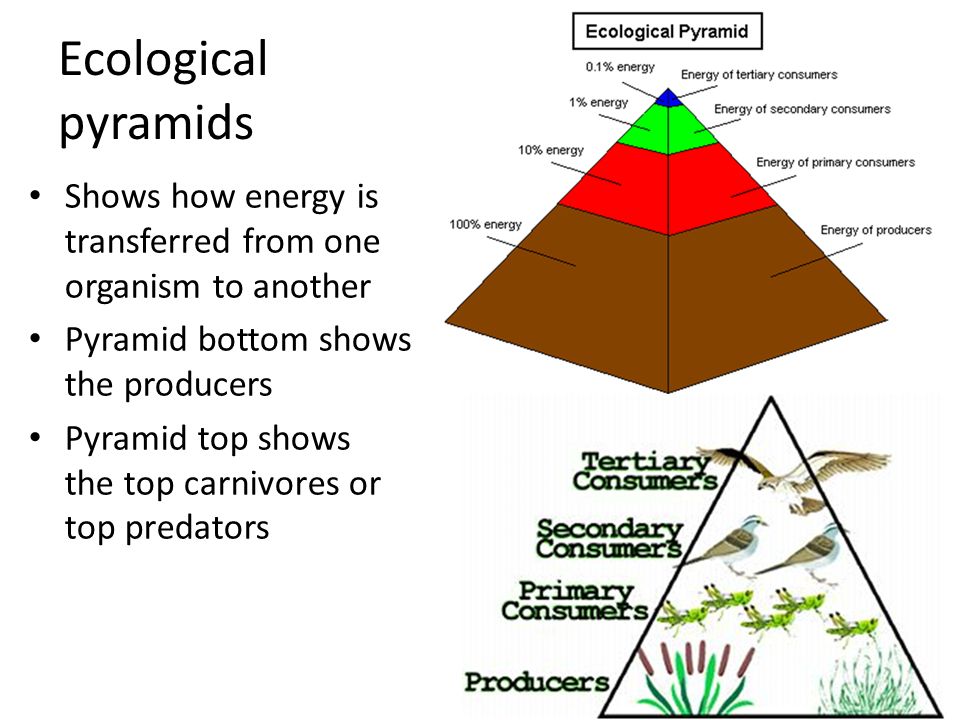 Printables Ecological Pyramids Worksheet ecological pyramids worksheet high school intrepidpath worksheets