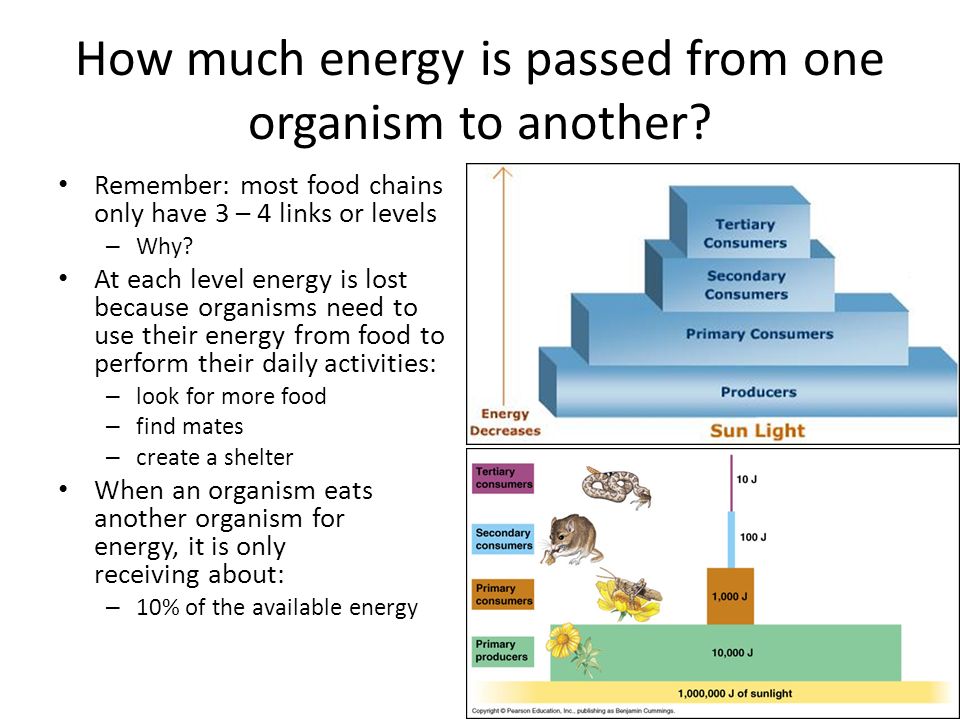 Ecological Pyramids Worksheet Ecological Pyramids Notes