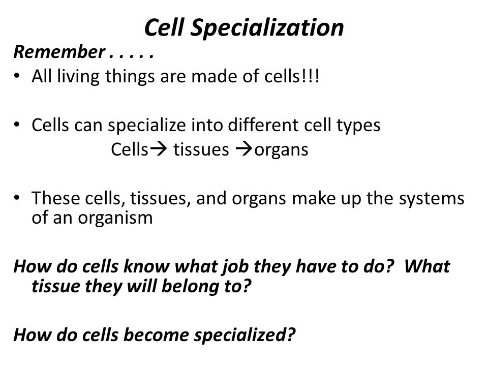 cell specialization definition