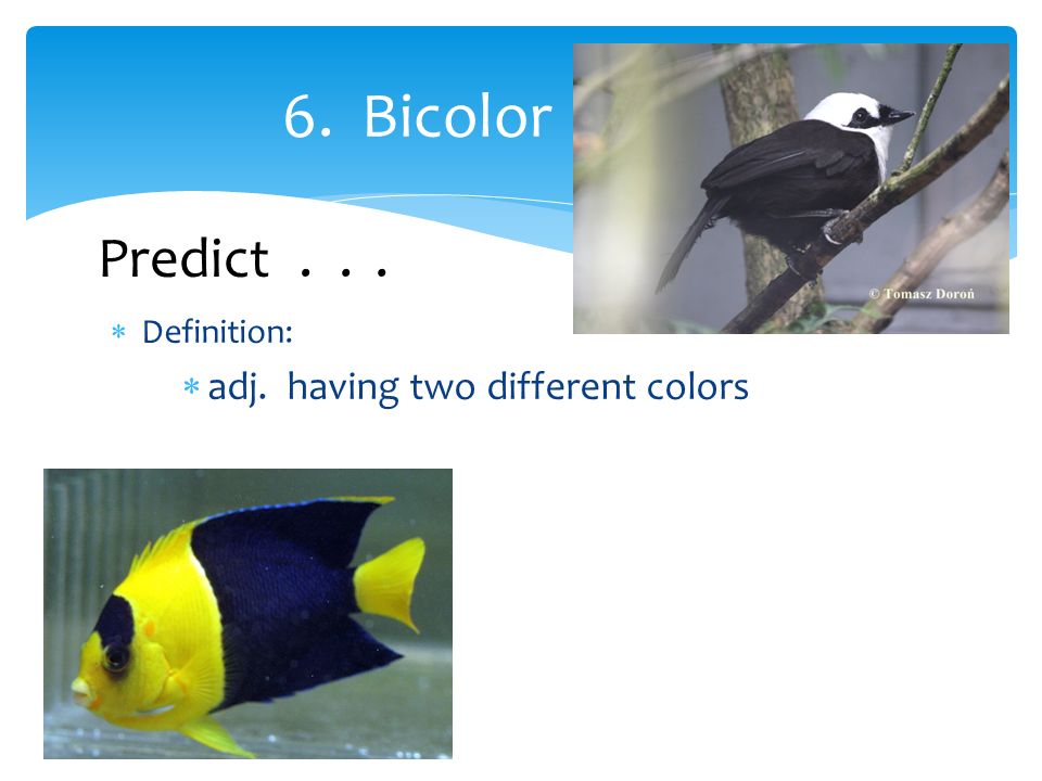  Definition:  adj. having two different colors 6. Bicolor Predict...