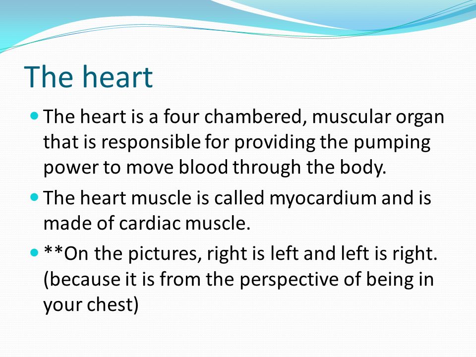 The heart The heart is a four chambered, muscular organ that is responsible for providing the pumping power to move blood through the body.