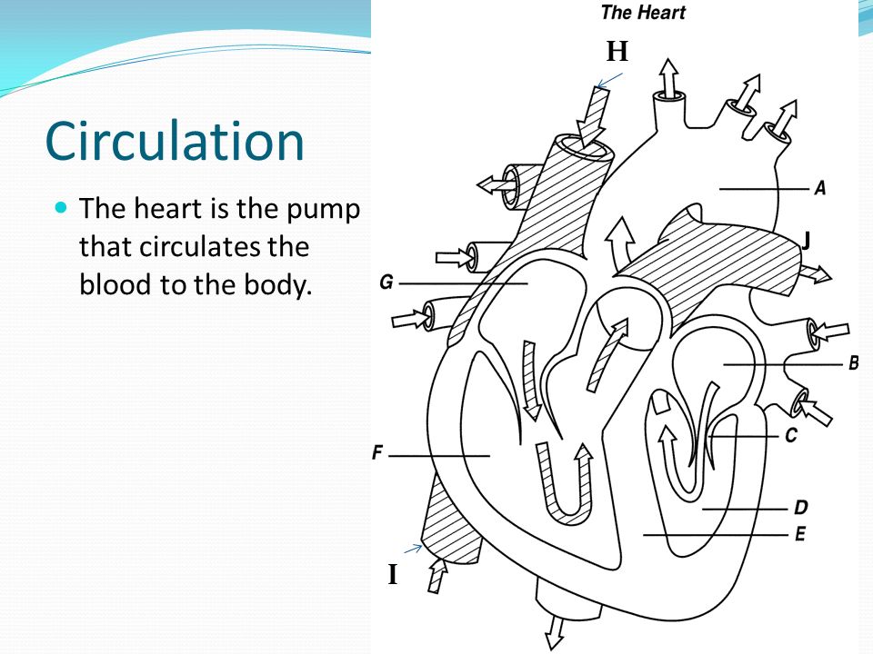 Circulation The heart is the pump that circulates the blood to the body. H I J