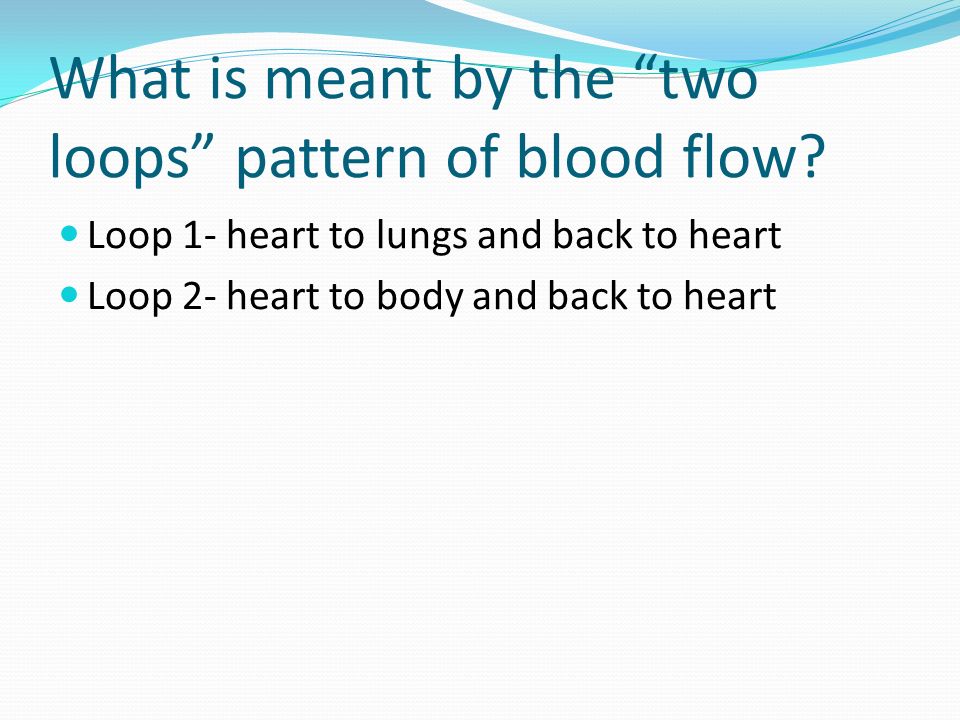 What is meant by the two loops pattern of blood flow.