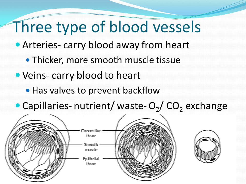 Three type of blood vessels Arteries- carry blood away from heart Thicker, more smooth muscle tissue Veins- carry blood to heart Has valves to prevent backflow Capillaries- nutrient/ waste- O 2 / CO 2 exchange
