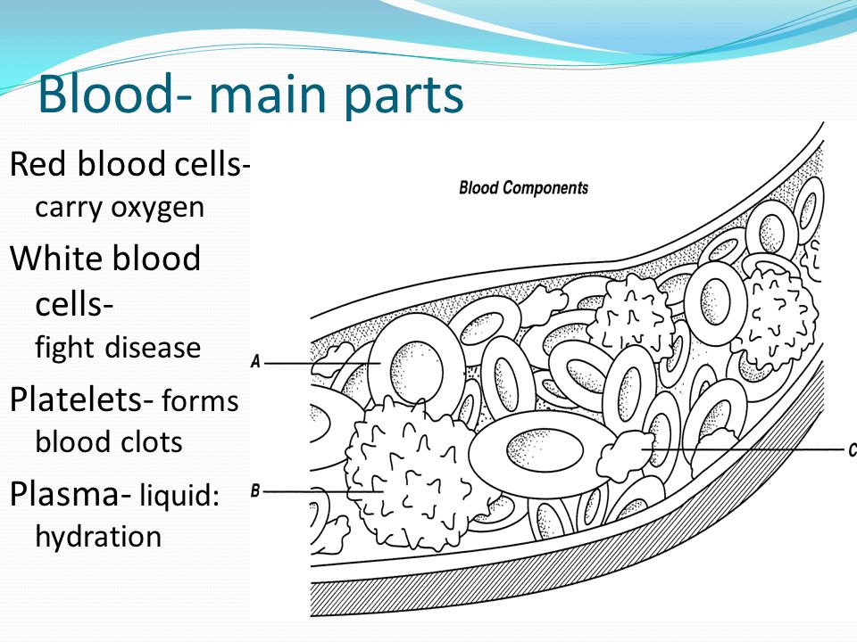 Blood- main parts Red blood cells- carry oxygen White blood cells- fight disease Platelets- forms blood clots Plasma- liquid: hydration