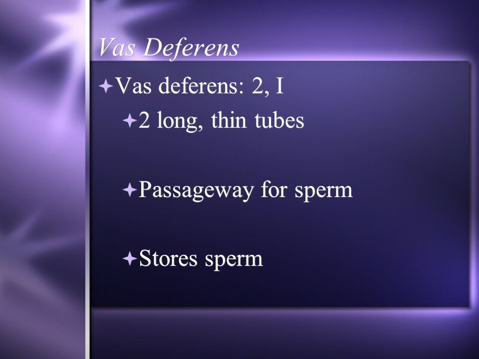 urethra penis testicle scrotum epididymis vas deferens