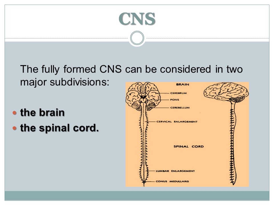 CNS The fully formed CNS can be considered in two major subdivisions: the brain the brain the spinal cord.