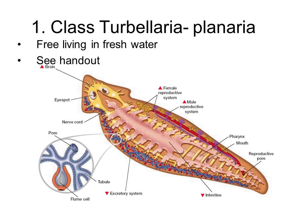 Image result for planaria in rainbow throat