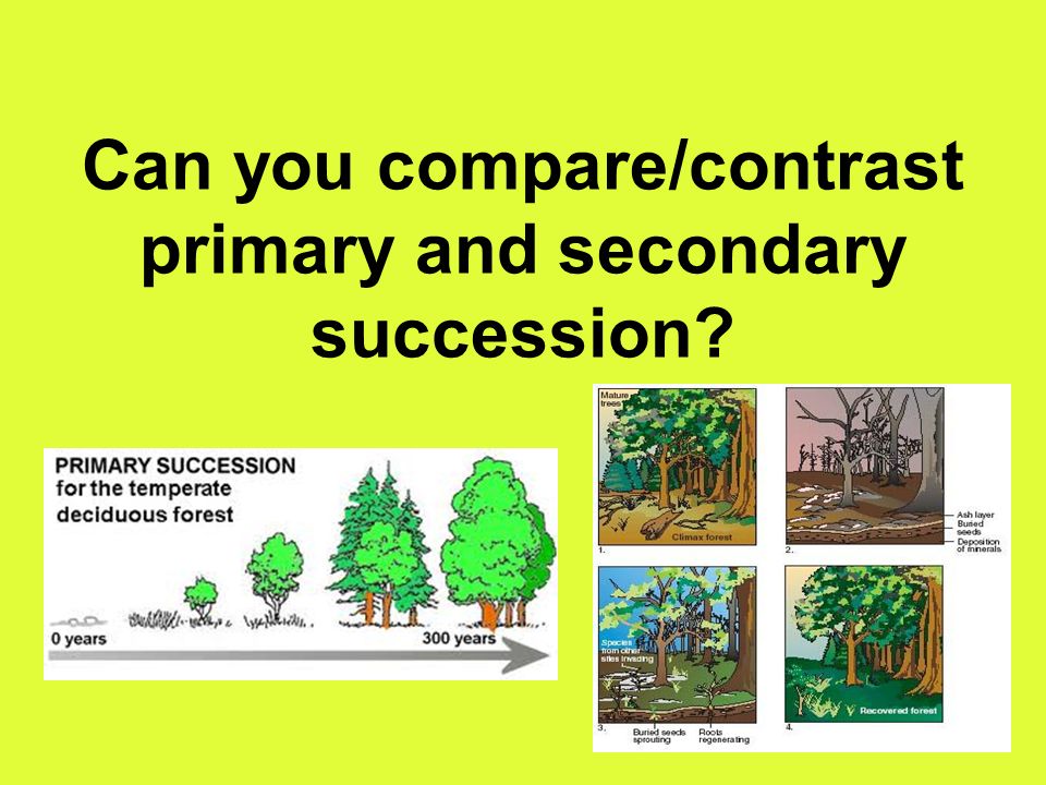 Can you compare/contrast primary and secondary succession