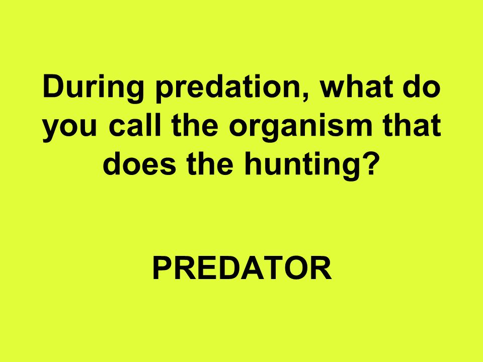 During predation, what do you call the organism that does the hunting PREDATOR