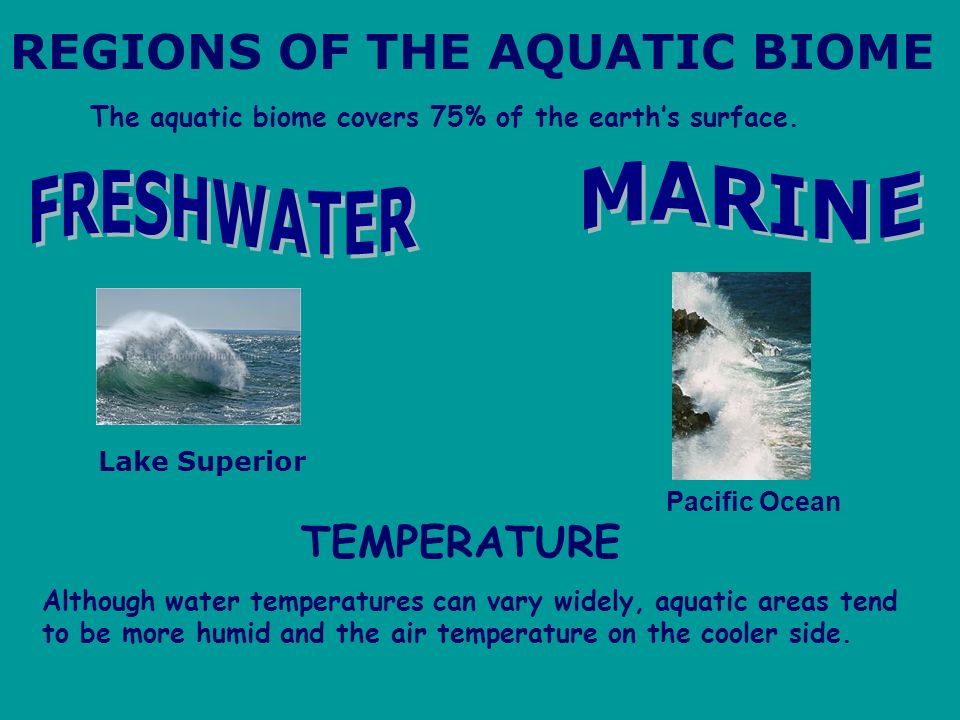 REGIONS OF THE AQUATIC BIOME Lake Superior Pacific Ocean TEMPERATURE Although water temperatures can vary widely, aquatic areas tend to be more humid and the air temperature on the cooler side.