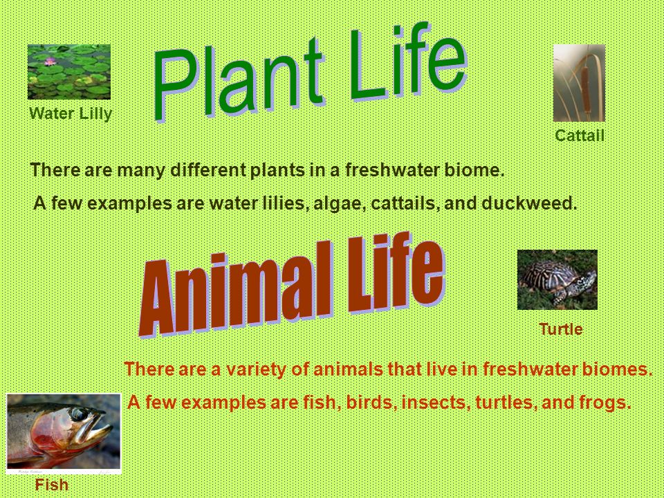 There are many different plants in a freshwater biome.