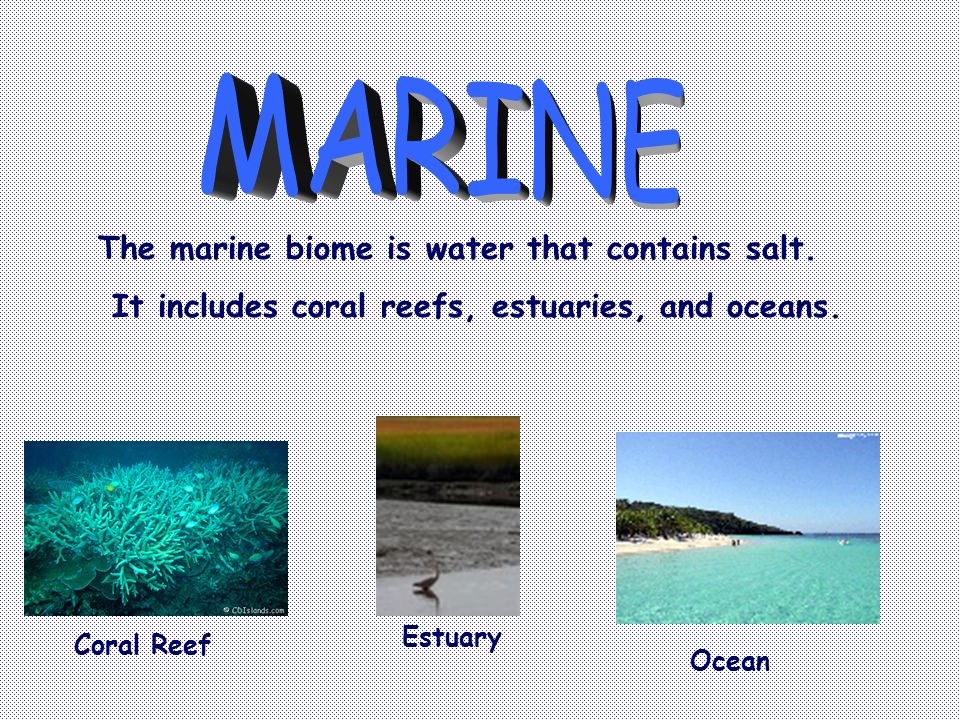 The marine biome is water that contains salt. It includes coral reefs, estuaries, and oceans.