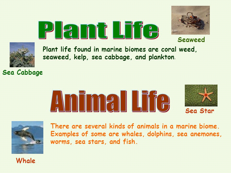 There are several kinds of animals in a marine biome.
