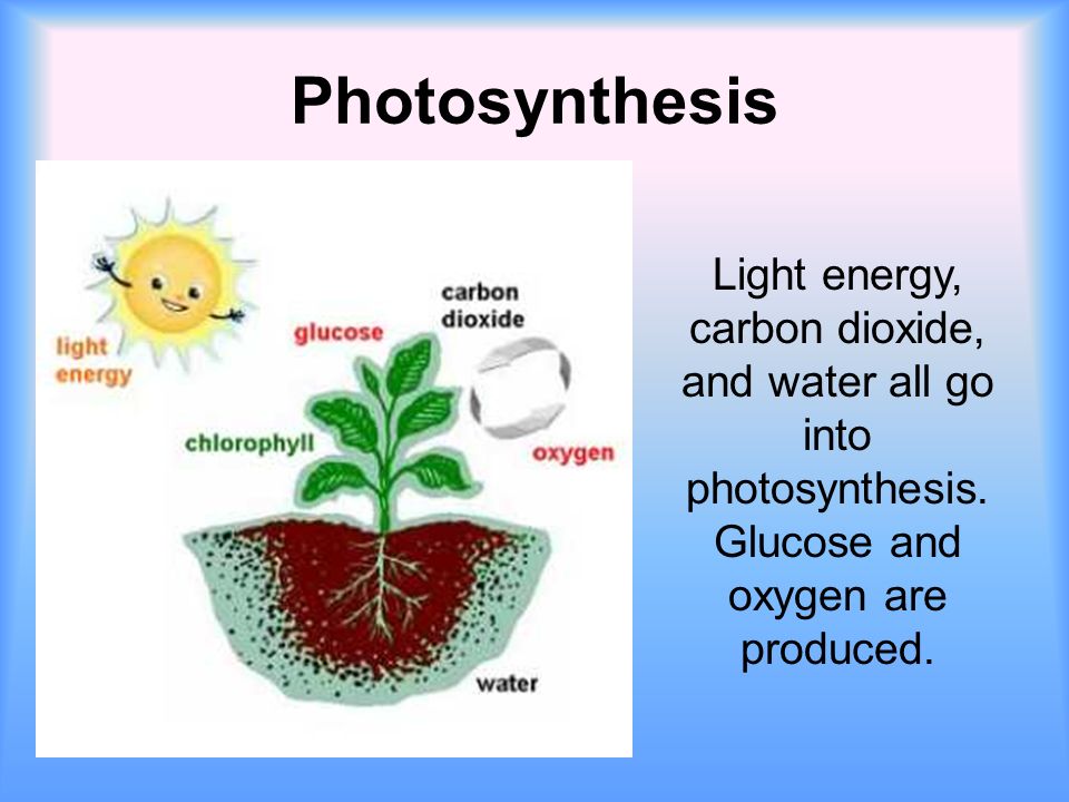 Photosynthesis Light energy, carbon dioxide, and water all go into photosynthesis.