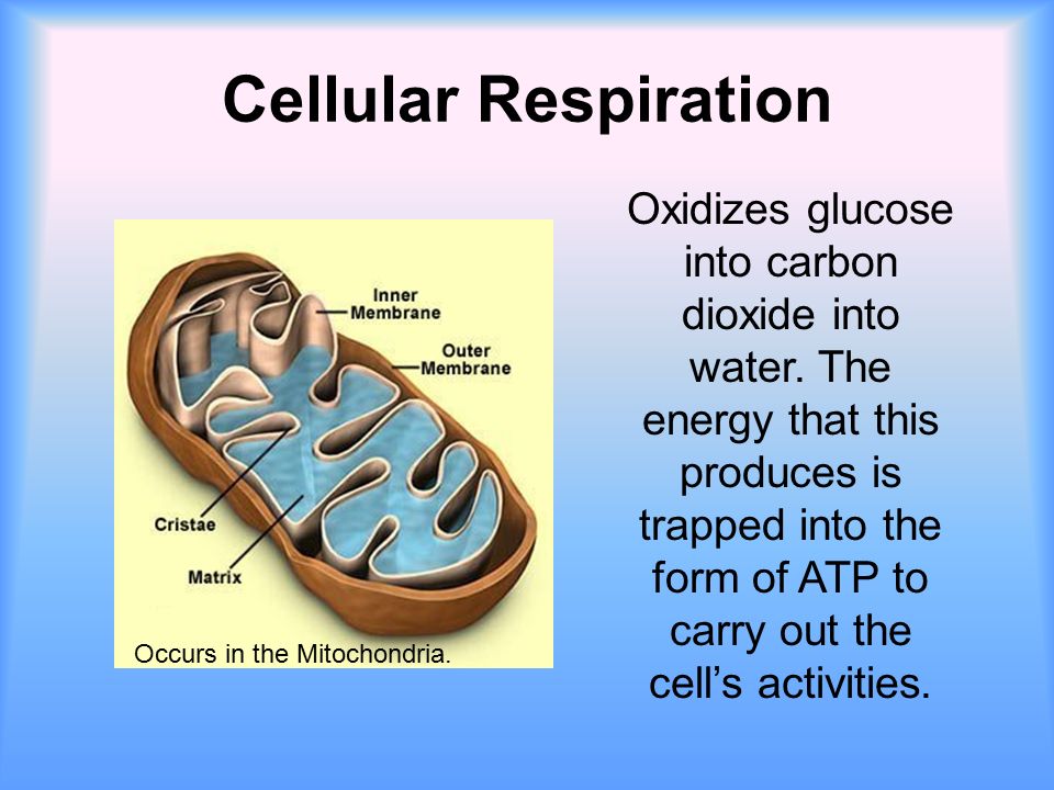 Cellular Respiration Oxidizes glucose into carbon dioxide into water.