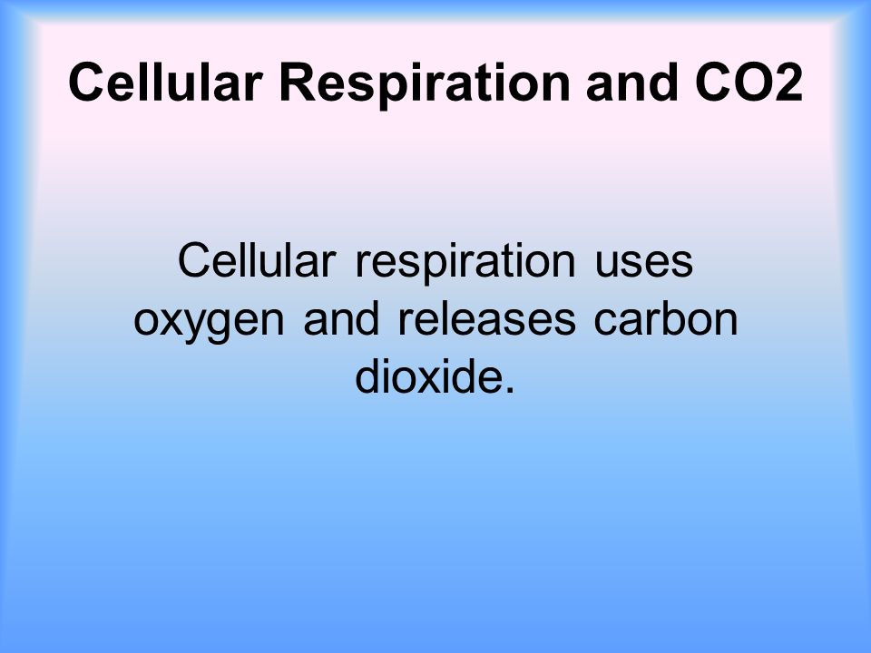 Cellular Respiration and CO2 Cellular respiration uses oxygen and releases carbon dioxide.
