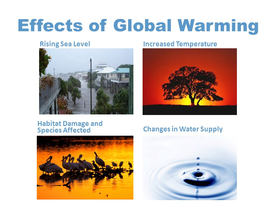 Effects of Global Warming Increased Temperature Habitat Damage and Species Affected Changes in Water Supply Rising Sea Level