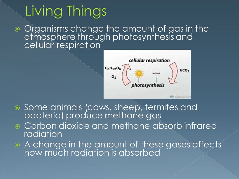  Organisms change the amount of gas in the atmosphere through photosynthesis and cellular respiration  Some animals (cows, sheep, termites and bacteria) produce methane gas  Carbon dioxide and methane absorb infrared radiation  A change in the amount of these gases affects how much radiation is absorbed