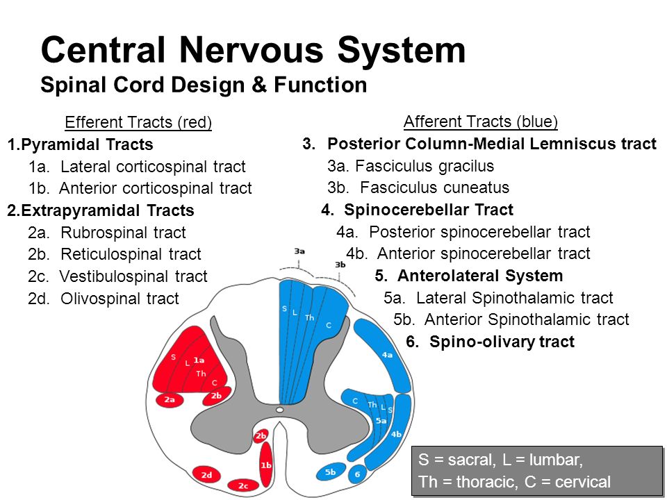 central nervous system lecture outline spinal cord design function of spinal cord