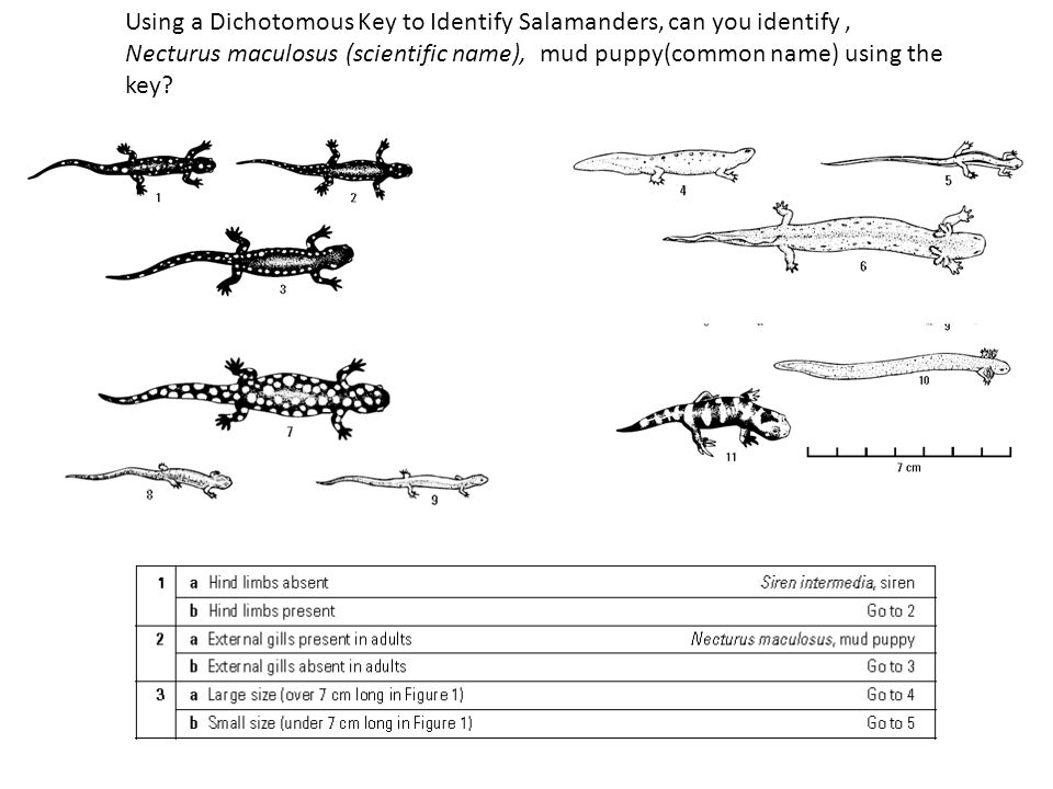 Worksheets Dichotomous Key dichotomous keys pronounced dye cot to mus from ppt download using a key identify salamanders can you necturus maculosus scientific