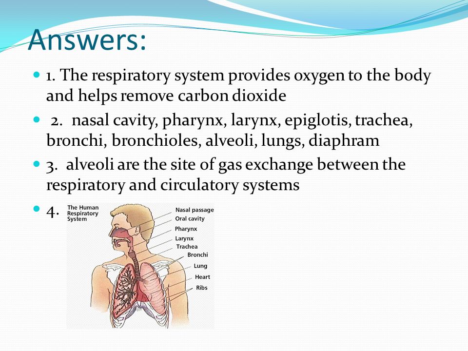 Answers: 1. The respiratory system provides oxygen to the body and helps remove carbon dioxide 2.