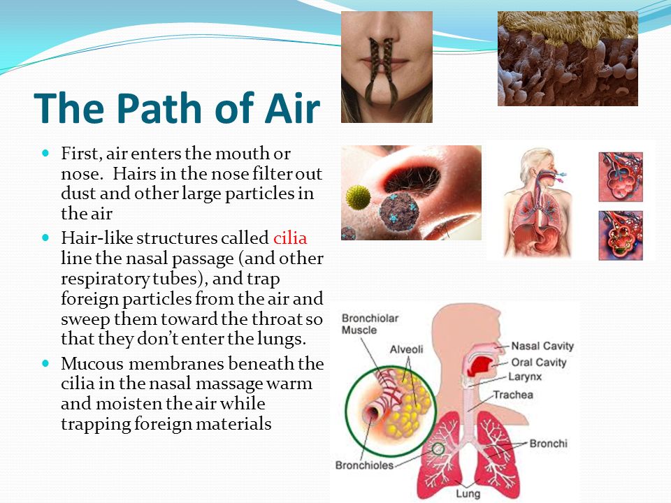 The Path of Air First, air enters the mouth or nose.