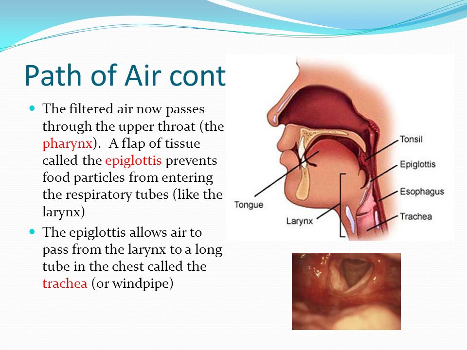Path of Air cont. The filtered air now passes through the upper throat (the pharynx).