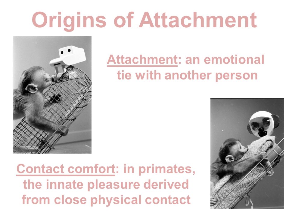 Attachment: an emotional tie with another person Contact comfort: in primates, the innate pleasure derived from close physical contact Origins of Attachment