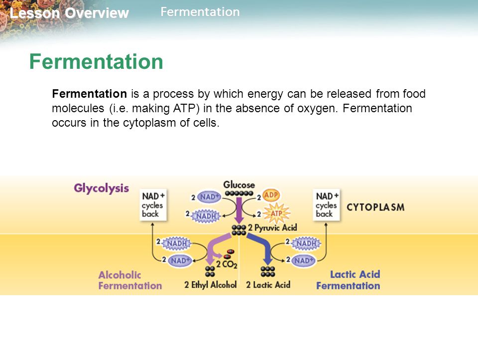 Equation Of Fermentation Talkchannels Fermentation Chemical Equation Talkchannels