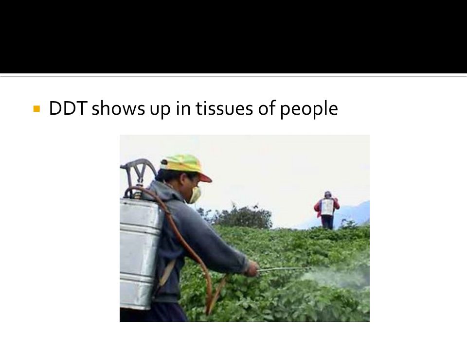  DDT shows up in tissues of people
