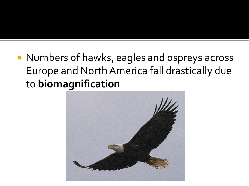  Numbers of hawks, eagles and ospreys across Europe and North America fall drastically due to biomagnification