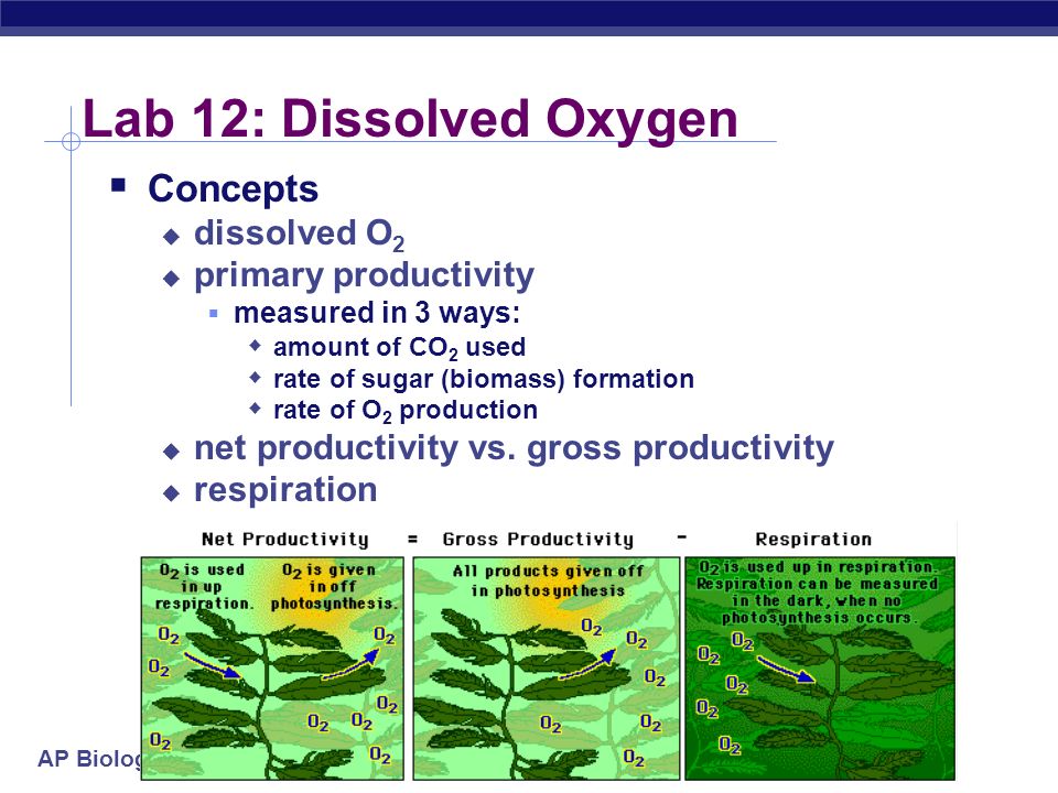 ap biology dissolved oxygen essay A review of all of the campbell 7th edition terms for the new 2013 ap biology something dissolved reaction where water split into two hydrogens and one oxygen. ap biology dissolved oxygen essay A review of all of the campbell 7th edition terms for the new 2013 ap biology something dissolved reaction where water split into two hydrogens and one oxygen.