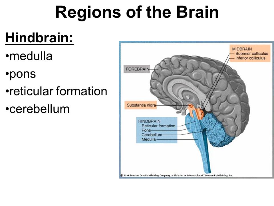 hindbrain