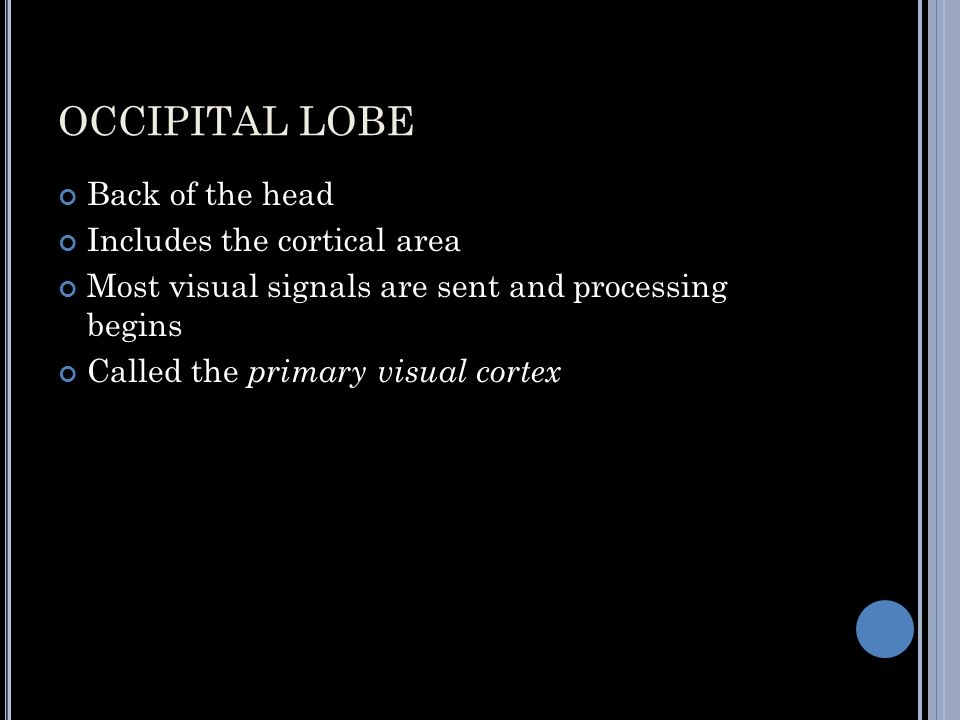 OCCIPITAL LOBE Back of the head Includes the cortical area Most visual signals are sent and processing begins Called the primary visual cortex