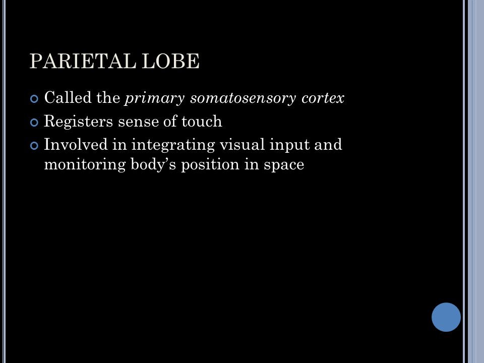 PARIETAL LOBE Called the primary somatosensory cortex Registers sense of touch Involved in integrating visual input and monitoring body’s position in space